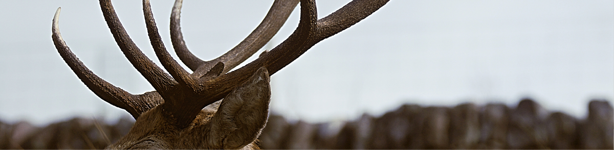 Close view of deer antlers in a cold landscape